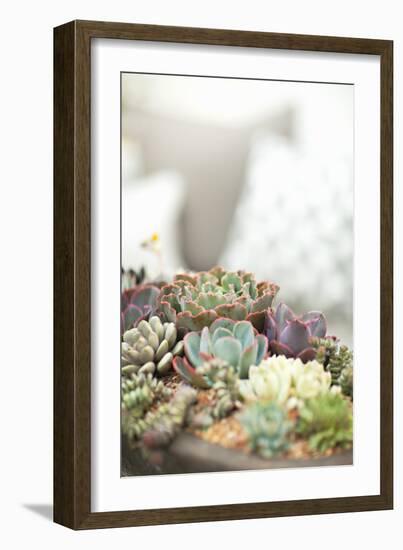 Succulents-Karyn Millet-Framed Photographic Print