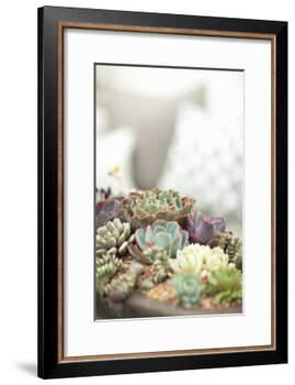 Succulents-Karyn Millet-Framed Photographic Print