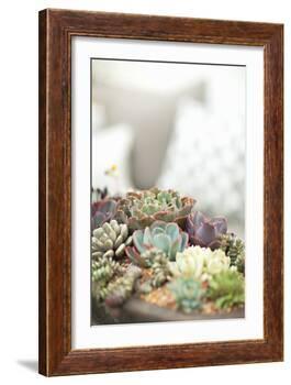 Succulents-Karyn Millet-Framed Photographic Print