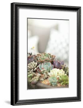 Succulents-Karyn Millet-Framed Photographic Print