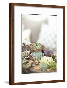 Succulents-Karyn Millet-Framed Photographic Print
