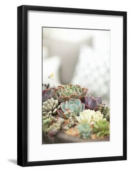 Succulents-Karyn Millet-Framed Photographic Print
