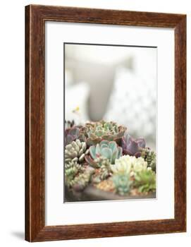 Succulents-Karyn Millet-Framed Photographic Print