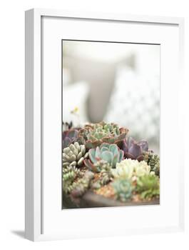 Succulents-Karyn Millet-Framed Photographic Print