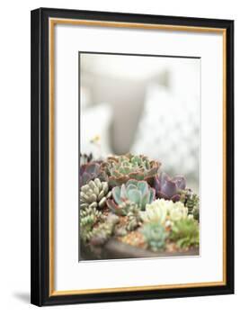 Succulents-Karyn Millet-Framed Photographic Print