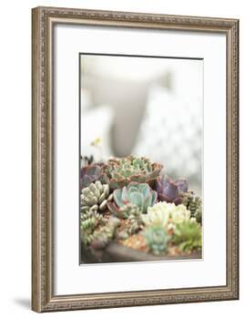 Succulents-Karyn Millet-Framed Photographic Print