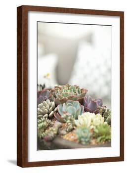 Succulents-Karyn Millet-Framed Photographic Print