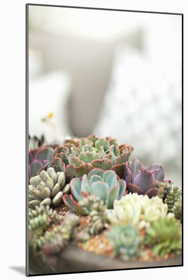 Succulents-Karyn Millet-Mounted Photographic Print