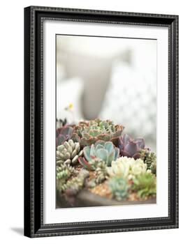 Succulents-Karyn Millet-Framed Photographic Print