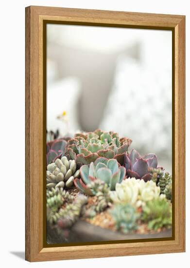 Succulents-Karyn Millet-Framed Premier Image Canvas