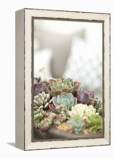 Succulents-Karyn Millet-Framed Premier Image Canvas