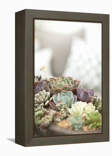 Succulents-Karyn Millet-Framed Premier Image Canvas