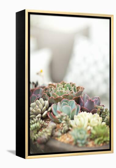 Succulents-Karyn Millet-Framed Premier Image Canvas