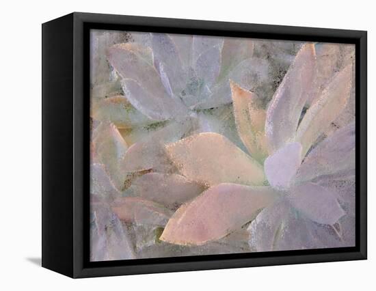 Succulents-Kimberly Allen-Framed Premier Image Canvas