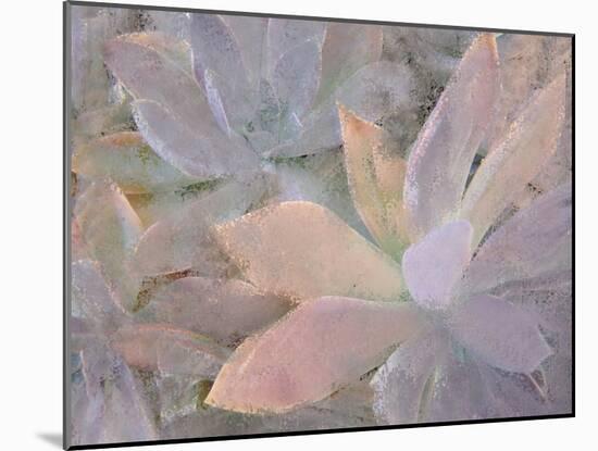 Succulents-Kimberly Allen-Mounted Photographic Print