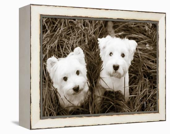 Such Cuties-Jim Dratfield-Framed Stretched Canvas