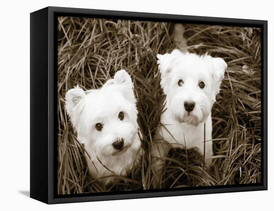 Such Cuties-Jim Dratfield-Framed Stretched Canvas