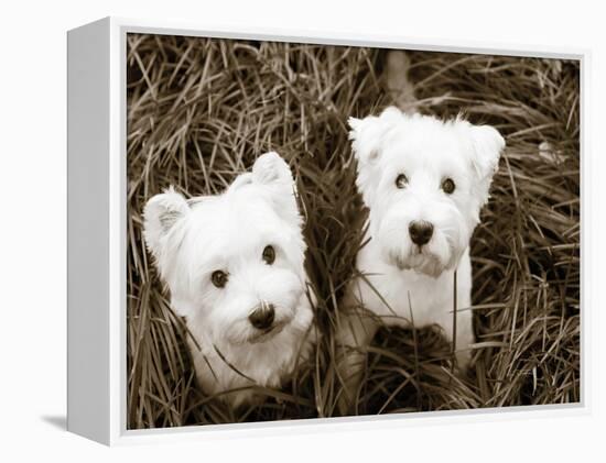 Such Cuties-Jim Dratfield-Framed Stretched Canvas