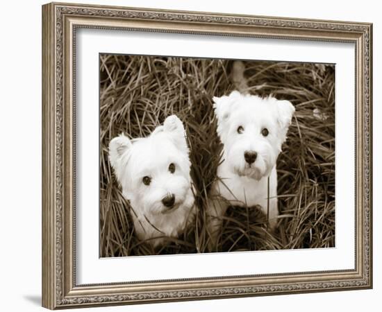 Such Cuties-Jim Dratfield-Framed Photo