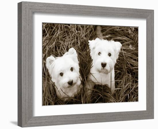 Such Cuties-Jim Dratfield-Framed Photo