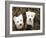 Such Cuties-Jim Dratfield-Framed Photo