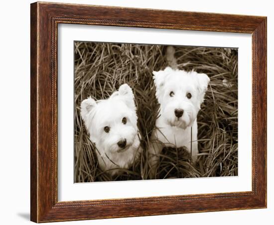 Such Cuties-Jim Dratfield-Framed Photo