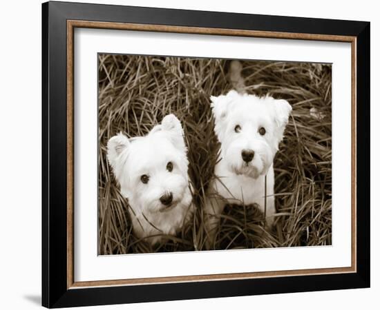 Such Cuties-Jim Dratfield-Framed Photo