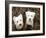 Such Cuties-Jim Dratfield-Framed Photo