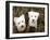 Such Cuties-Jim Dratfield-Framed Photo