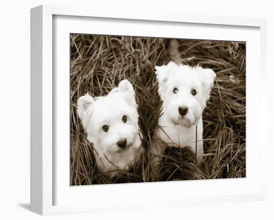 Such Cuties-Jim Dratfield-Framed Photo