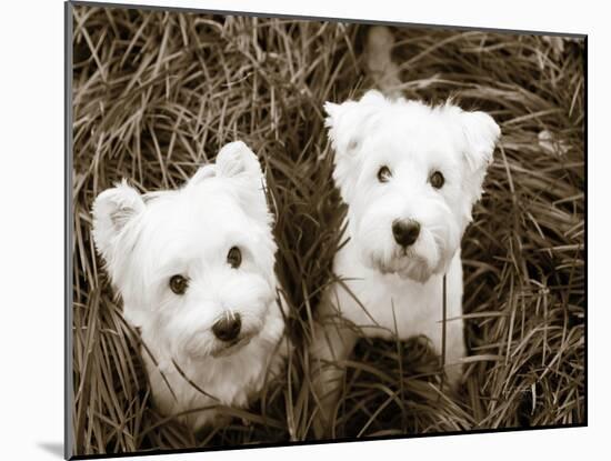 Such Cuties-Jim Dratfield-Mounted Photo