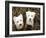 Such Cuties-Jim Dratfield-Framed Photo