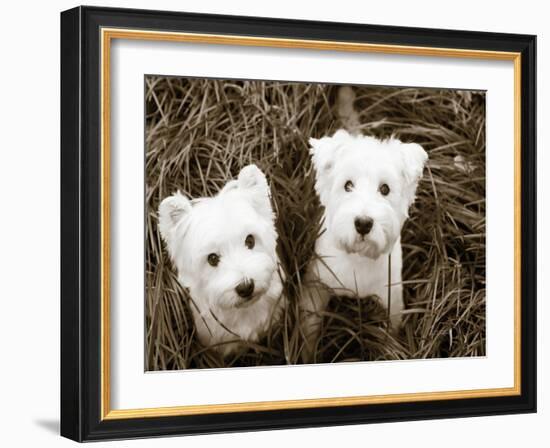 Such Cuties-Jim Dratfield-Framed Photo