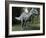 Suchomimus Dinosaur, Artwork-Roger Harris-Framed Photographic Print