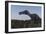 Suchomimus Dinosaur in a Prehistoric Environment-Stocktrek Images-Framed Art Print