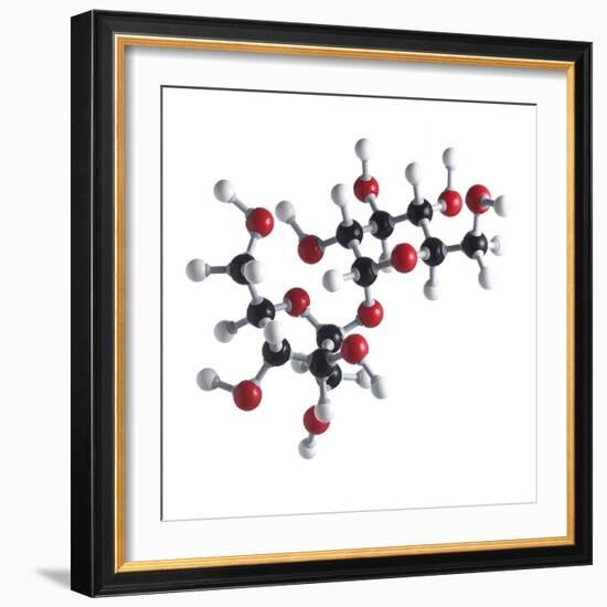 Sucrose Sugar Molecule-Science Photo Library-Framed Premium Photographic Print