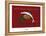 Sud-Mer-Sud-Terre - Olives et anchois-Sylvain Bichicchi-Framed Stretched Canvas