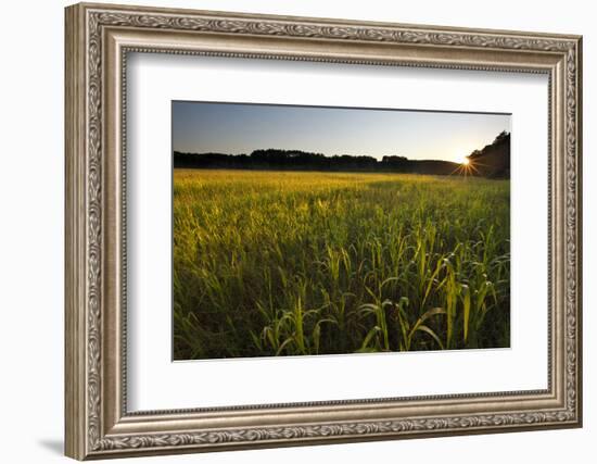 Sudan Grass Is Used as a Cover Crop, Northampton, Massachusetts-Jerry & Marcy Monkman-Framed Photographic Print