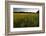 Sudan Grass Is Used as a Cover Crop, Northampton, Massachusetts-Jerry & Marcy Monkman-Framed Photographic Print