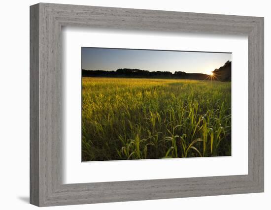 Sudan Grass Is Used as a Cover Crop, Northampton, Massachusetts-Jerry & Marcy Monkman-Framed Photographic Print