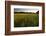 Sudan Grass Is Used as a Cover Crop, Northampton, Massachusetts-Jerry & Marcy Monkman-Framed Photographic Print