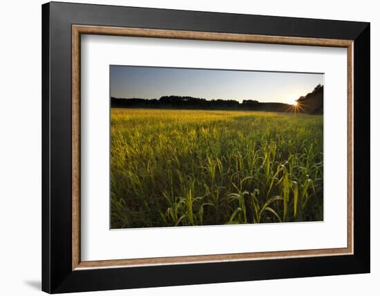 Sudan Grass Is Used as a Cover Crop, Northampton, Massachusetts-Jerry & Marcy Monkman-Framed Photographic Print