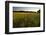 Sudan Grass Is Used as a Cover Crop, Northampton, Massachusetts-Jerry & Marcy Monkman-Framed Photographic Print