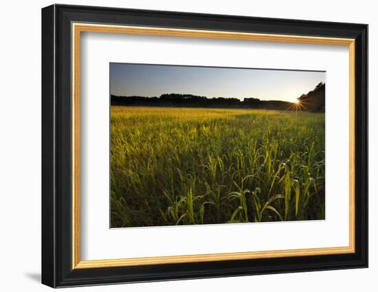 Sudan Grass Is Used as a Cover Crop, Northampton, Massachusetts-Jerry & Marcy Monkman-Framed Photographic Print