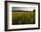 Sudan Grass Is Used as a Cover Crop, Northampton, Massachusetts-Jerry & Marcy Monkman-Framed Photographic Print