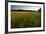 Sudan Grass Is Used as a Cover Crop, Northampton, Massachusetts-Jerry & Marcy Monkman-Framed Photographic Print