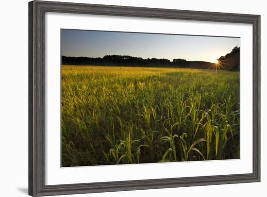 Sudan Grass Is Used as a Cover Crop, Northampton, Massachusetts-Jerry & Marcy Monkman-Framed Photographic Print