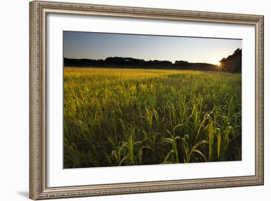 Sudan Grass Is Used as a Cover Crop, Northampton, Massachusetts-Jerry & Marcy Monkman-Framed Photographic Print