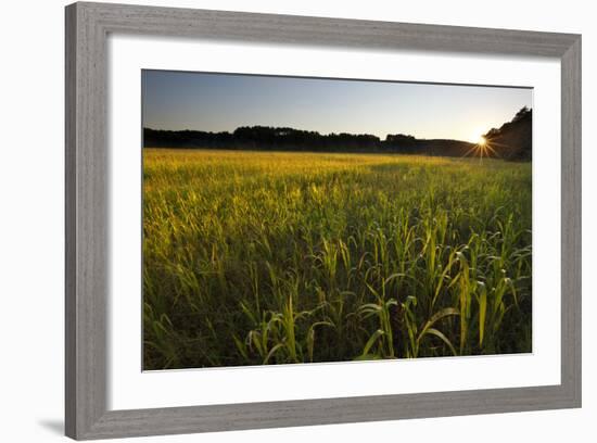 Sudan Grass Is Used as a Cover Crop, Northampton, Massachusetts-Jerry & Marcy Monkman-Framed Photographic Print