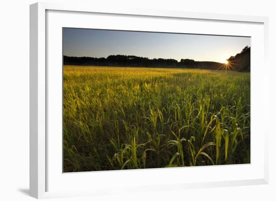 Sudan Grass Is Used as a Cover Crop, Northampton, Massachusetts-Jerry & Marcy Monkman-Framed Photographic Print